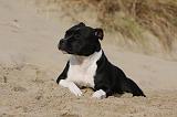 STAFFIE 287